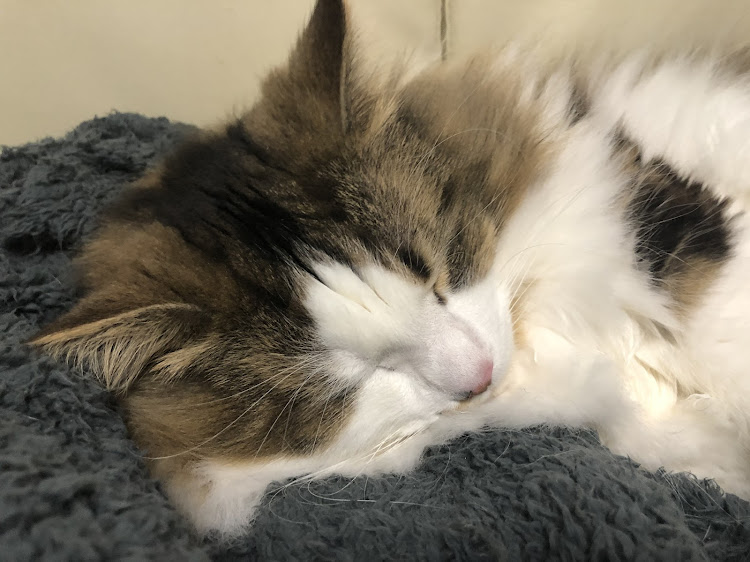 ISのハンドル・real・シェイクダンパー・猫に関するカスタム事例の投稿画像4枚目