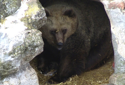 Lovci u S.Makedoniji spasli čoveka od medveda