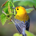 Prothonotary Warbler (Catching Insects)