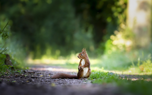 Brown squirrel