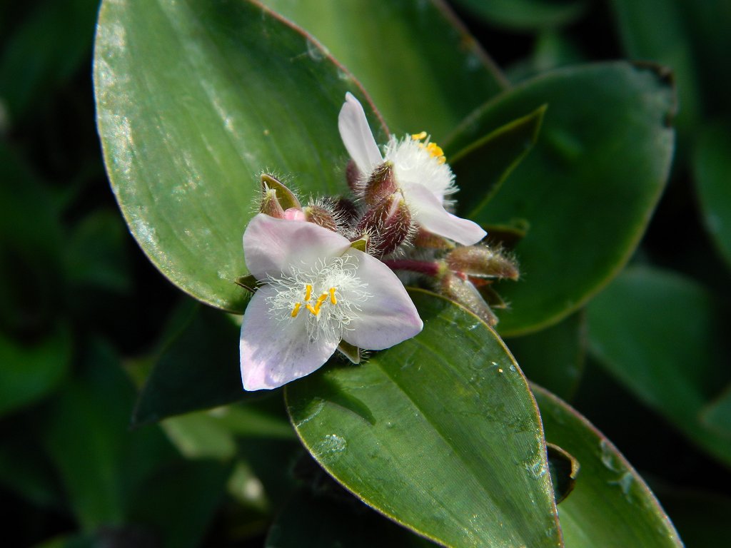 Flowering inch plant