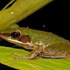 White-lipped Frog