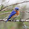 Eastern Bluebird