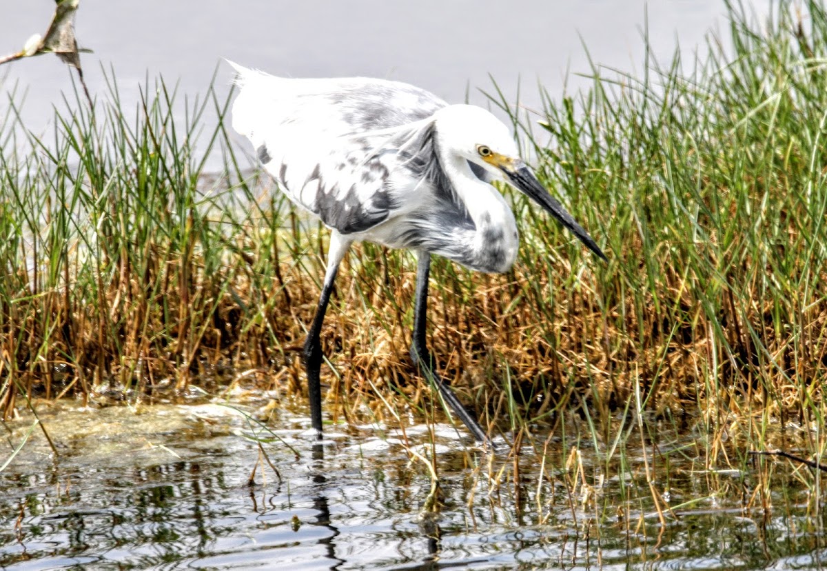 Hybrid Snowy Egret and Tricolored Heron