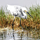 Hybrid Snowy Egret and Tricolored Heron