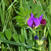 Spring Vetch