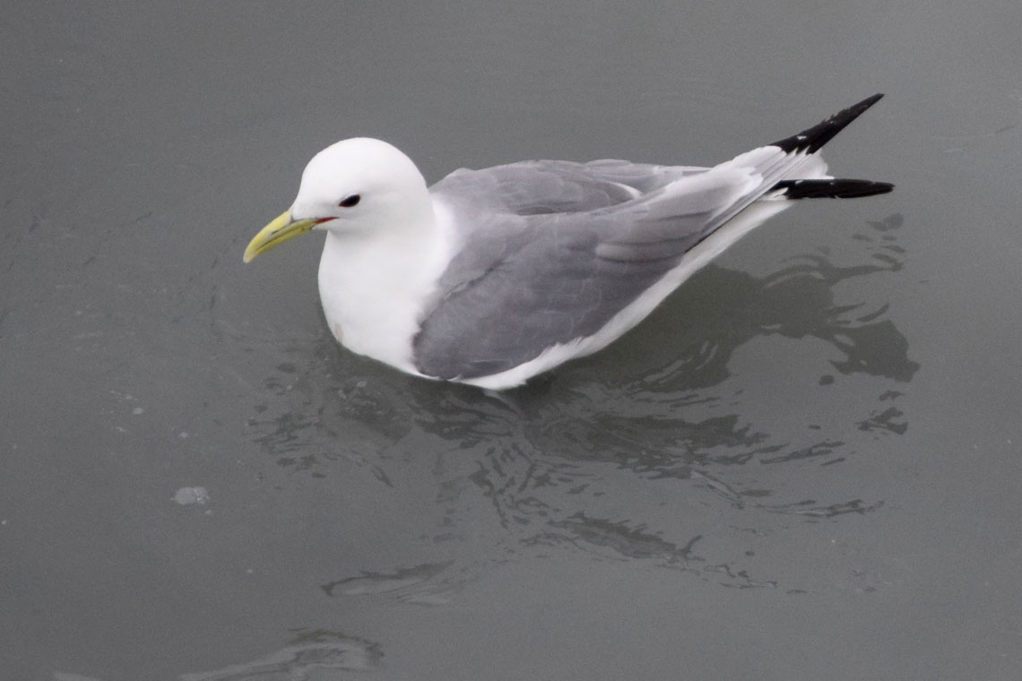 Black-legged Kittiwake