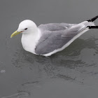 Black-legged Kittiwake