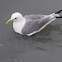 Black-legged Kittiwake