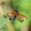 Comb-clawed Beetle