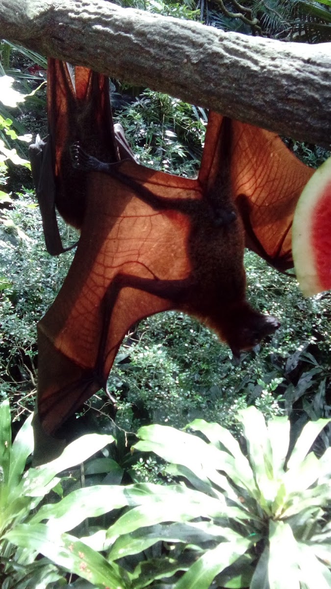 Malayan Flying Fox