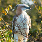 Indian crested hawk-eagle, changeable hawk-eagle, marsh hawk-eagle (juv)