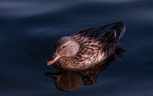 A few wild ducks swimming in the lake screenshot 1