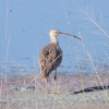 Long-billed Curlew