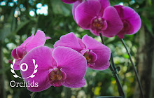 Orchids HD Wallpapers New Tab Theme small promo image