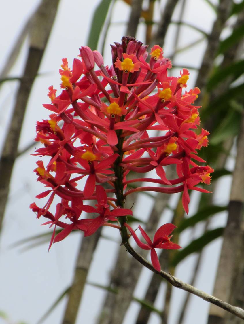 red orchid