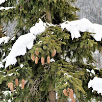 Quando arriva il freddo.... di 