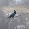 Belted Kingfisher