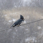 Belted Kingfisher