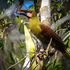 Olive oropendola