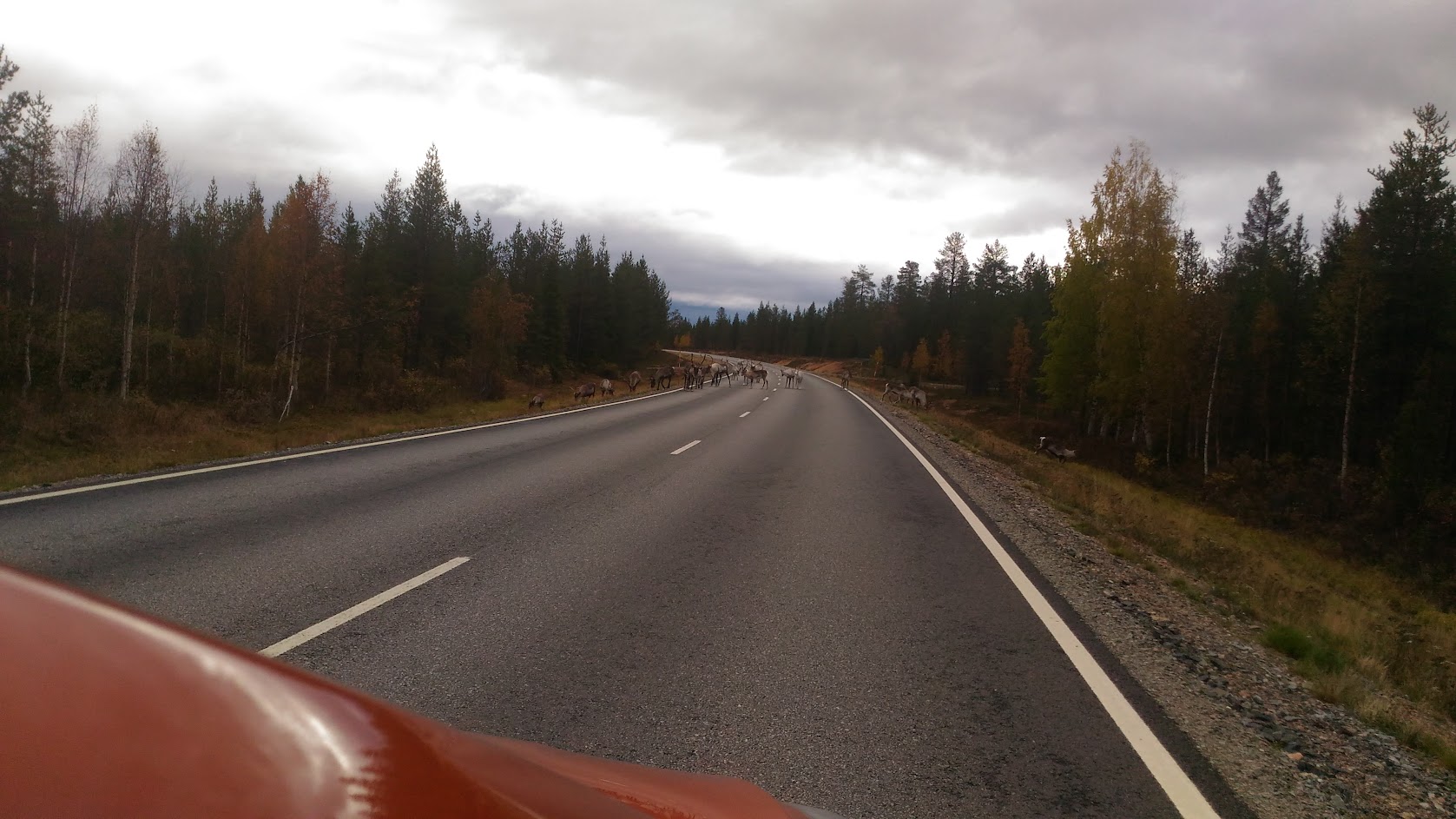 Осенний поход по заполярной Швеции: 100 км пешком с собакой по национальному парку Sarek