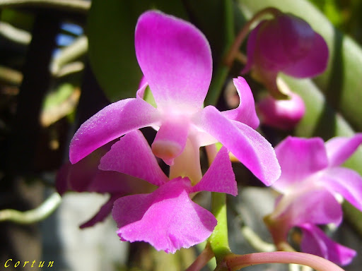 Aerides crassifolia Orchids Flowers Pictures Aerides crassifolia Orchids Flowers Pictures