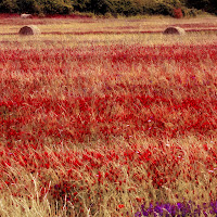 Impressioni di giugno di 