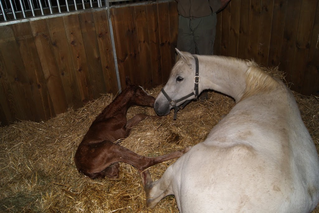 2011 Badraksh Art' al hfifa (Marouska x Gerik de Rendpeine) DSC05133