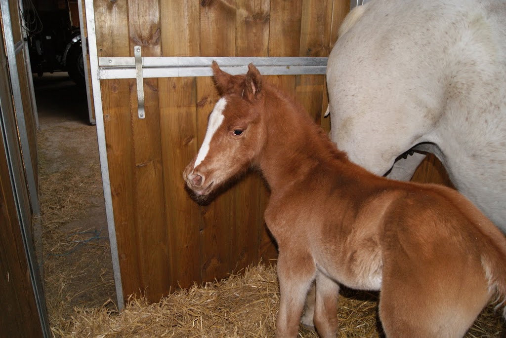 2011 Badraksh Art' al hfifa (Marouska x Gerik de Rendpeine) DSC05148