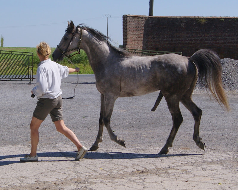 2011 Badraksh Art' al hfifa (Marouska x Gerik de Rendpeine) - Page 2 DSC00519