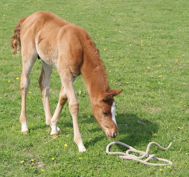 2011 Badraksh Art' al hfifa (Marouska x Gerik de Rendpeine) - Page 2 DSC06116