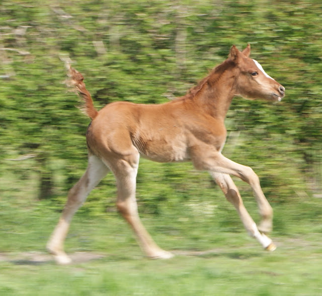 2011 Badraksh Art' al hfifa (Marouska x Gerik de Rendpeine) - Page 2 DSC06137