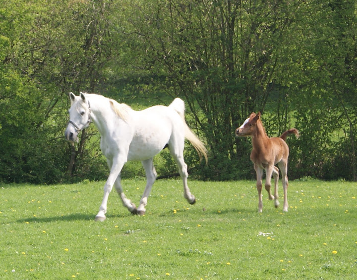 2011 Badraksh Art' al hfifa (Marouska x Gerik de Rendpeine) - Page 2 DSC06141