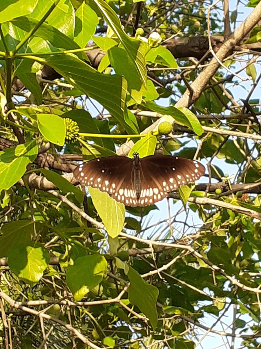 Common Indian crow butterfly