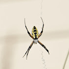 Writing Spider-golden orb-weaver