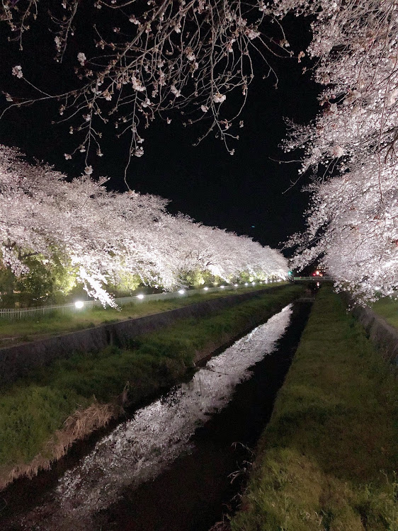 86の洗車・ドライブ・桜・夜桜・新社会人に関するカスタム事例の投稿画像4枚目
