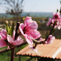 Fiori rosa, fiori di pesco... di 