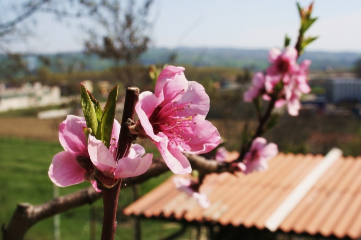 Fiori rosa, fiori di pesco... di NeJi