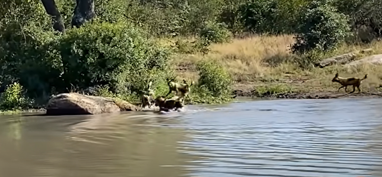 A Latest Sightings video shows a battle between a hippo and a pack of wild dogs trying to take down an impala.