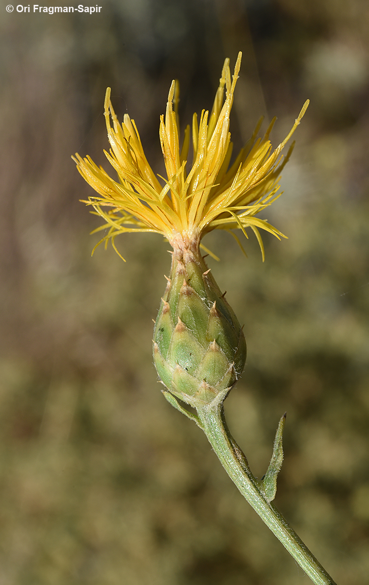 Ashkelon Centaury