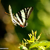 Zebra swallowtail