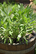 Sage is a hardy herb that is easy to grow once established.