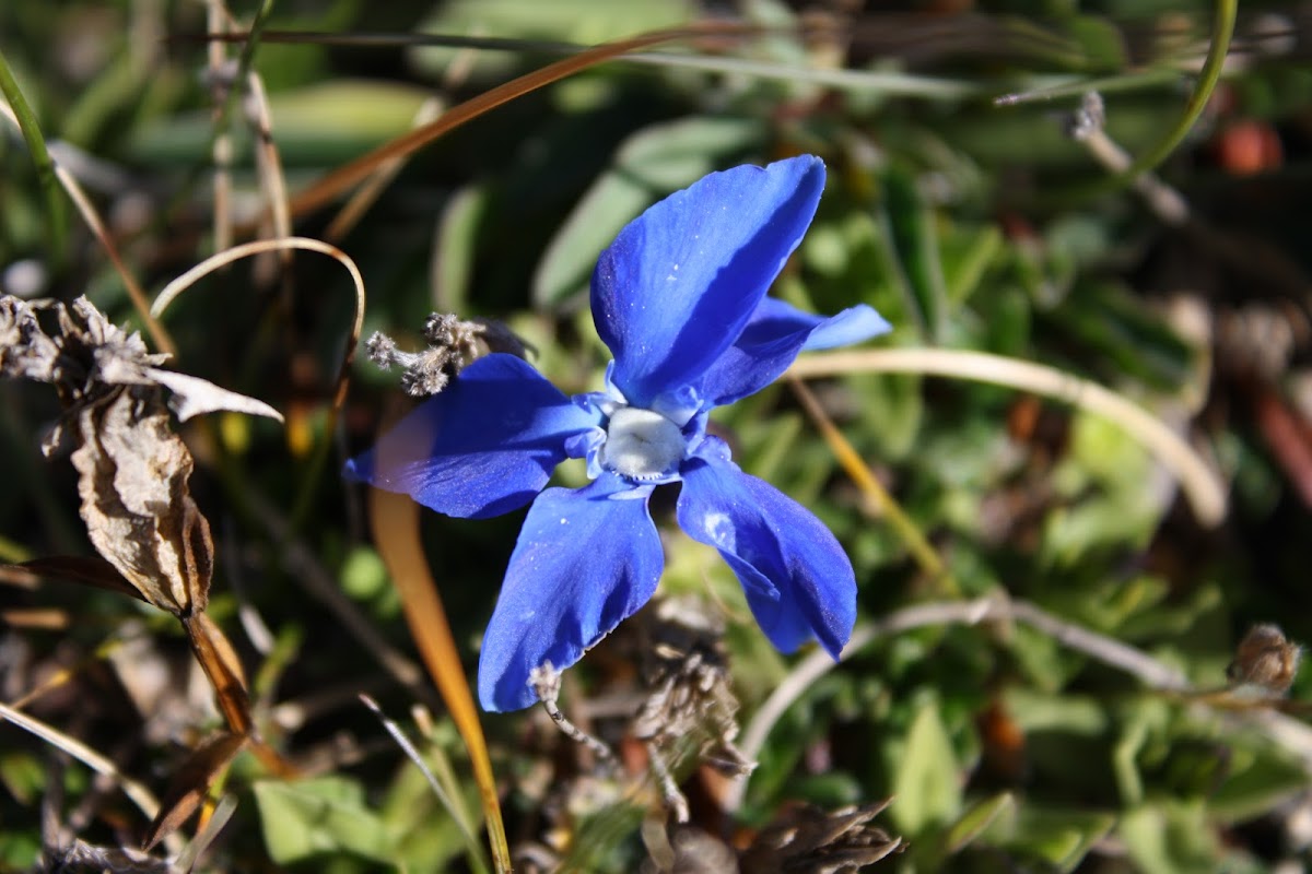 Snow Gentian