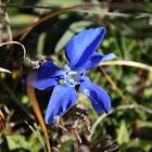 Snow Gentian