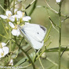 Small White