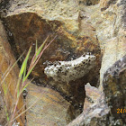 Wasp Nest