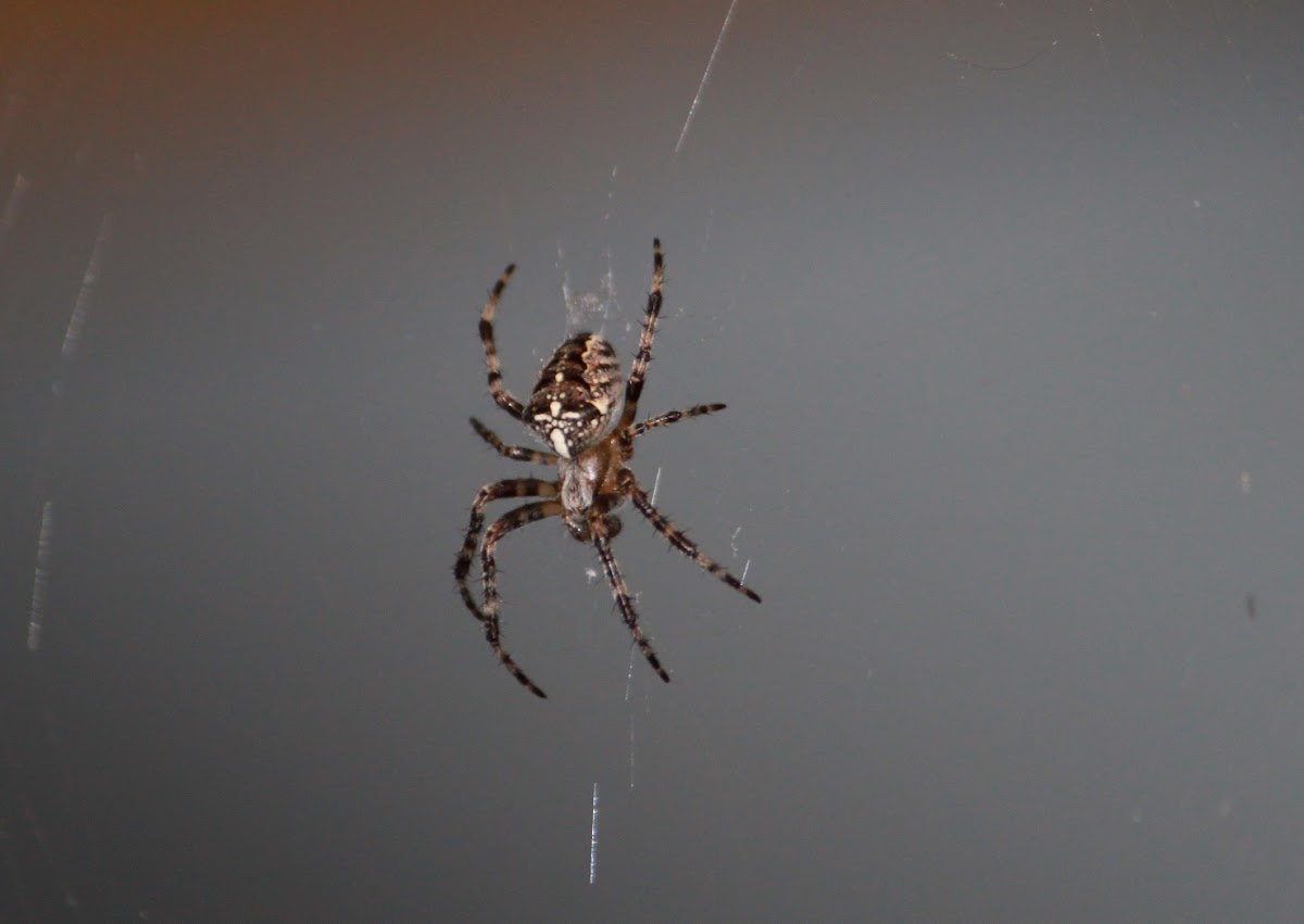 Cross Spider