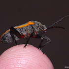 Bordered Plant Bug