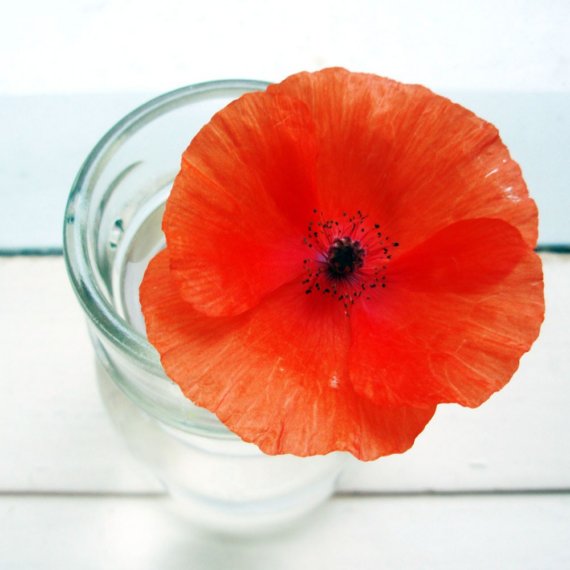 Remembrance Day