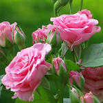 beautiful roses wallpapers Apk